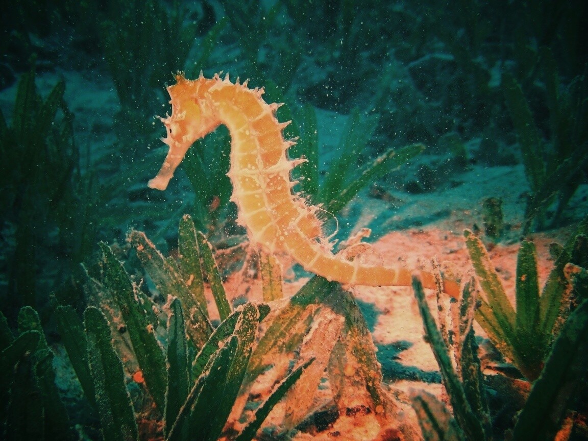 Морской конек обои