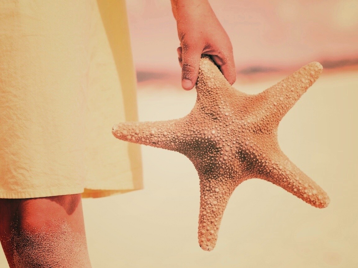 Морская звезда в руке обои