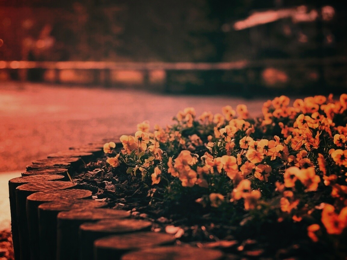 Красивая цветочная клумба обои