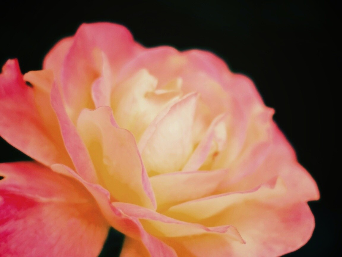 Картинка с нежным розовым цветком обои