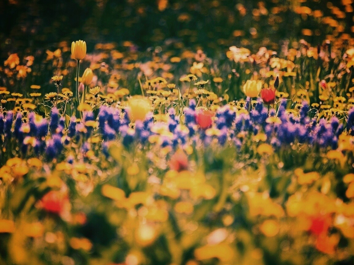 Все краски весны обои