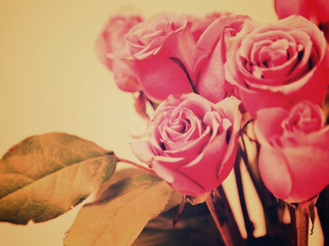 Букет розовых роз обои