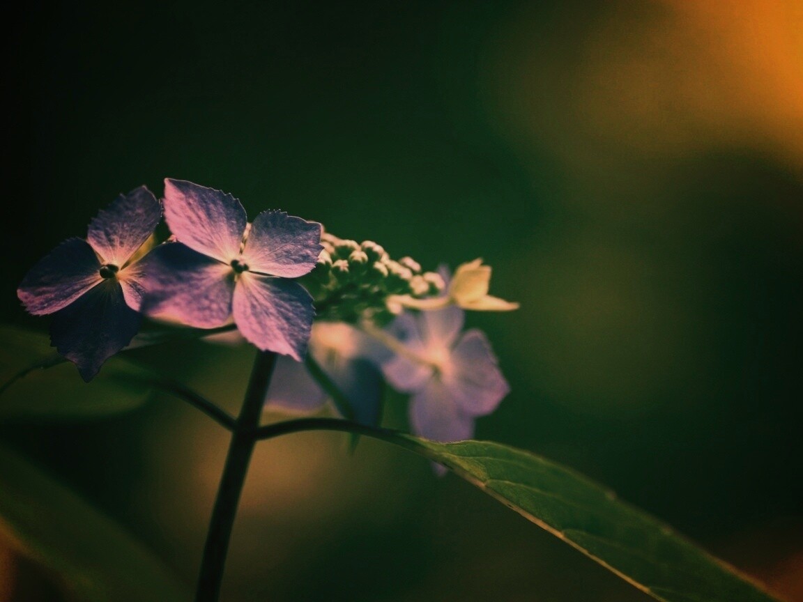 Нежно-синие цветы обои