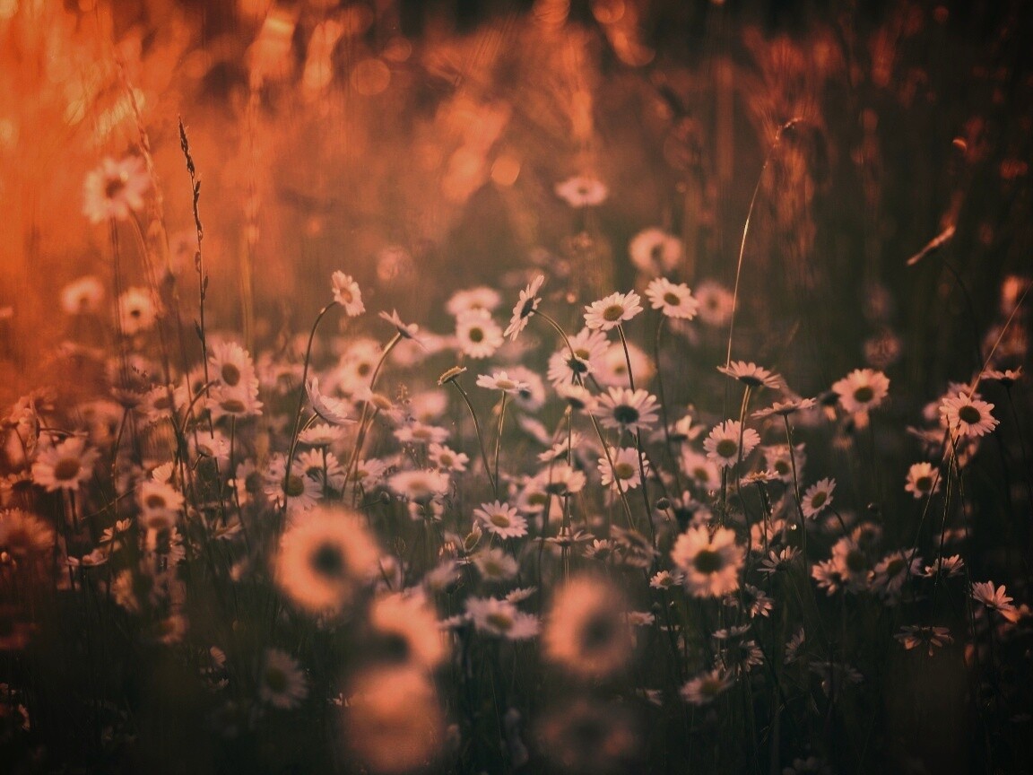 Поле ромашек обои