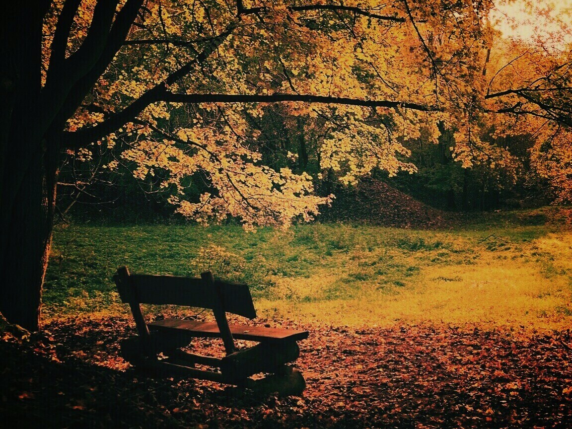 Скамейка под деревом обои