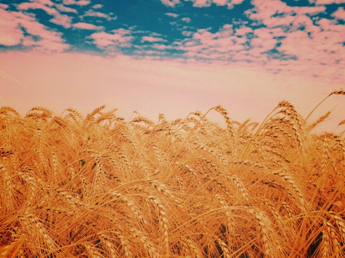 Колосья в поле обои