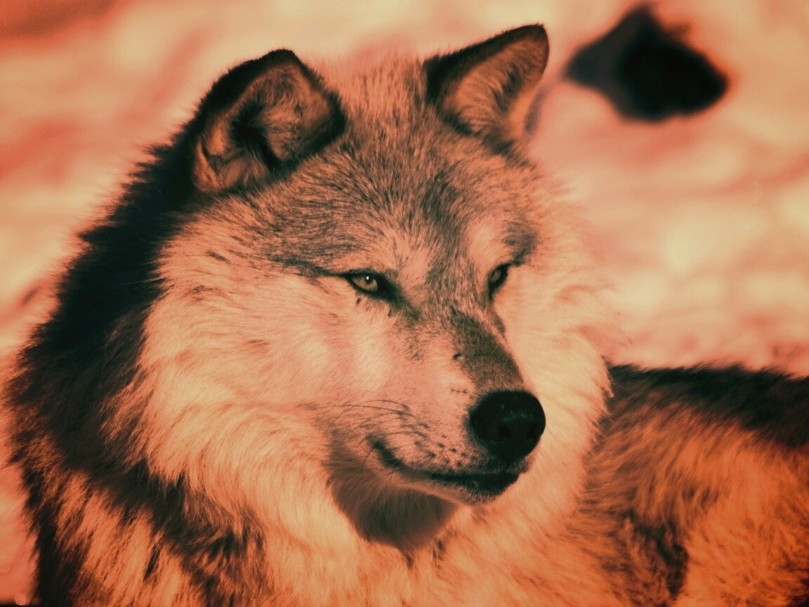 Лайка на снегу обои