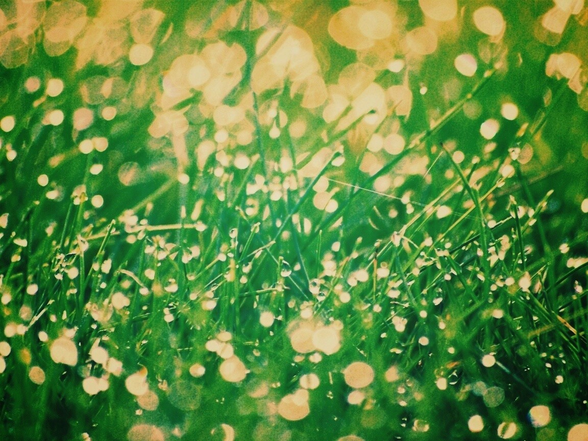 Трава в росе обои
