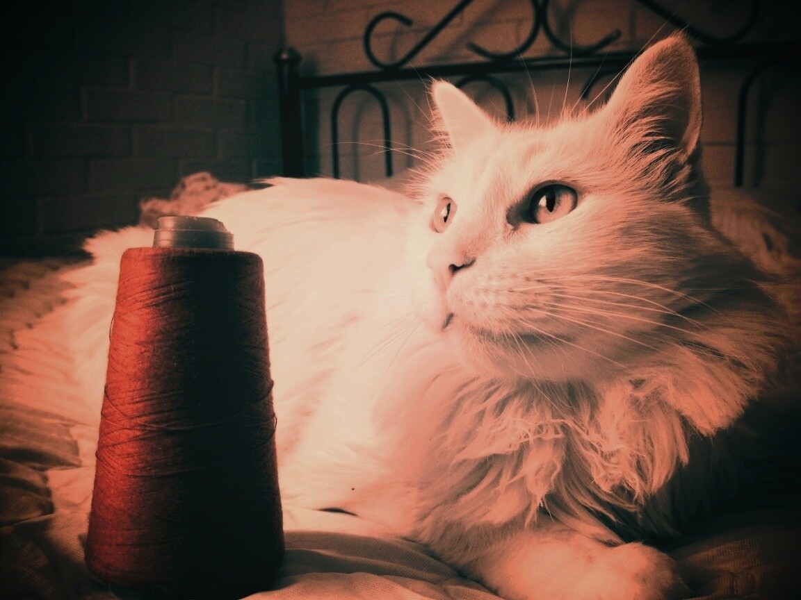 Белый кот с катушкой ниток обои