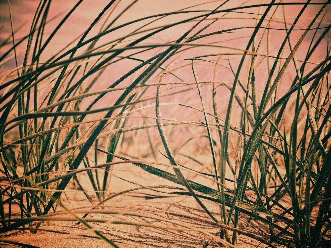Трава на песке обои