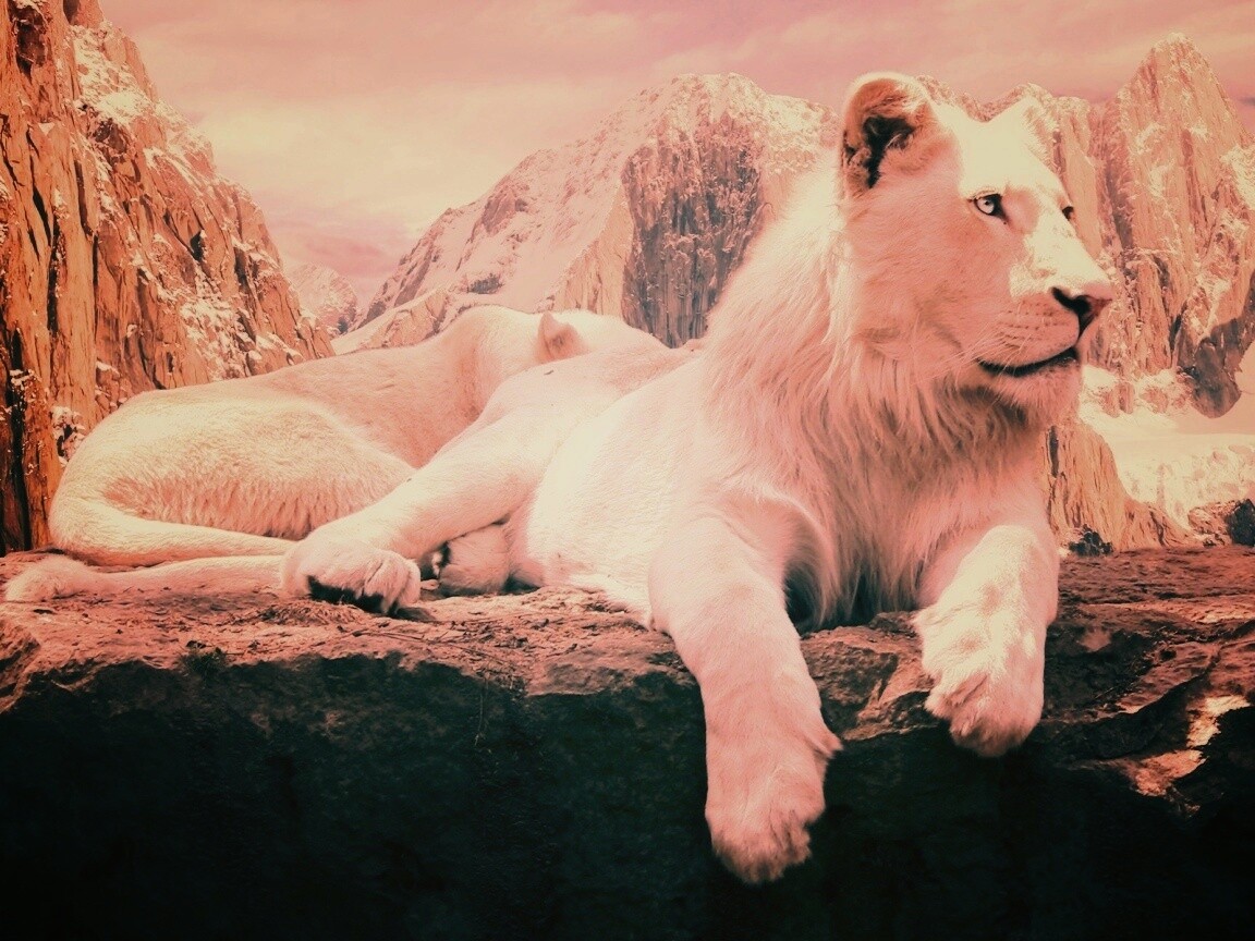 Белый лев обои