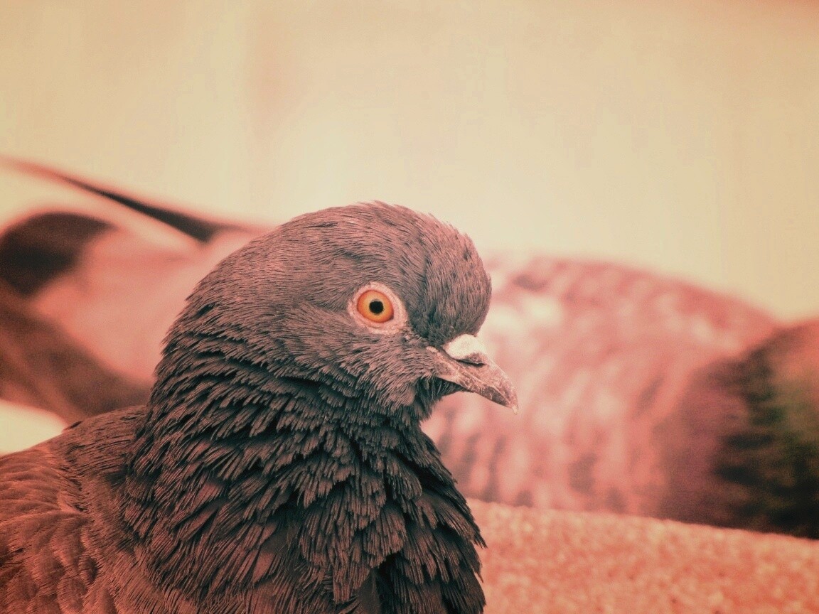 Смотрит в самую душу обои