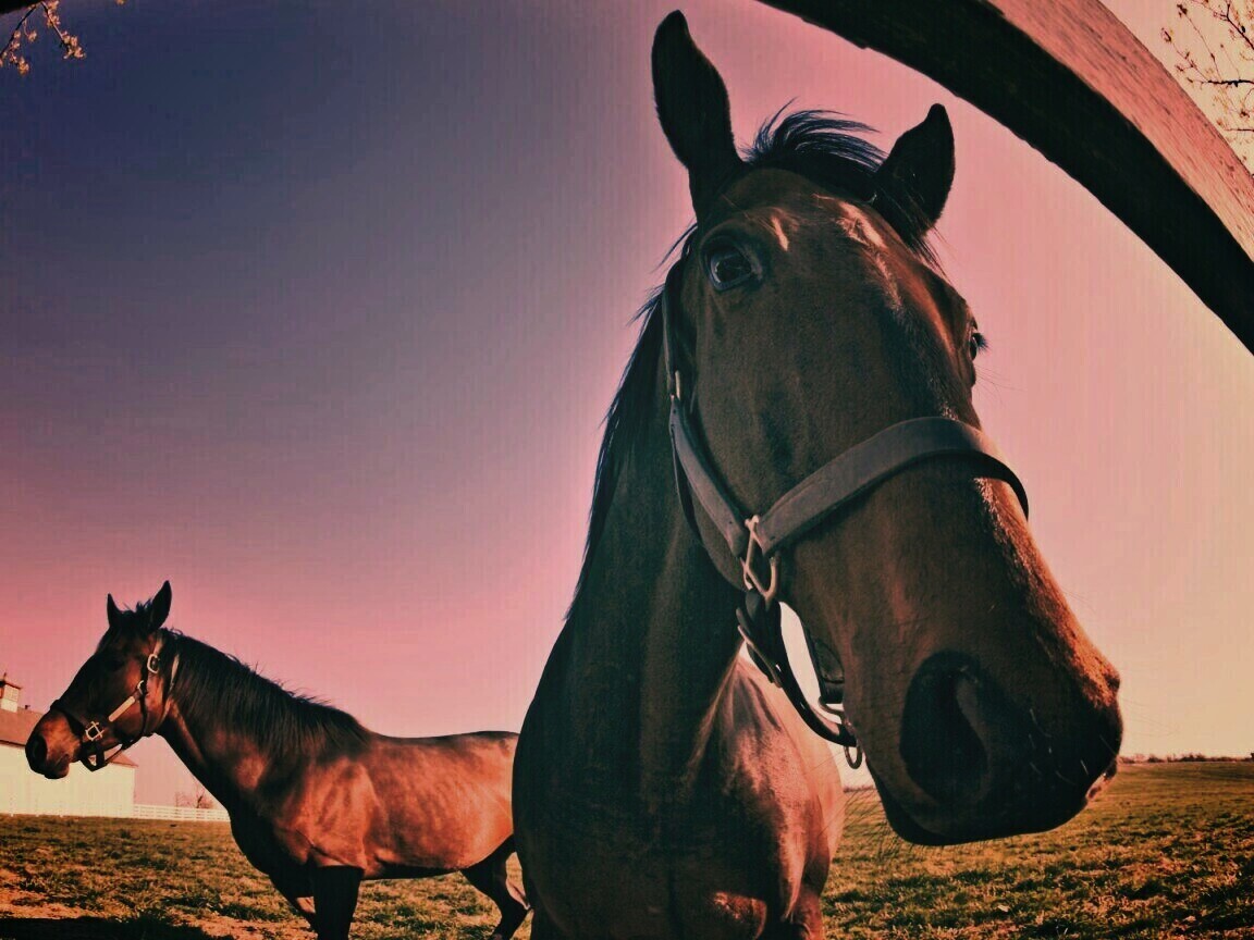 Лошади обои