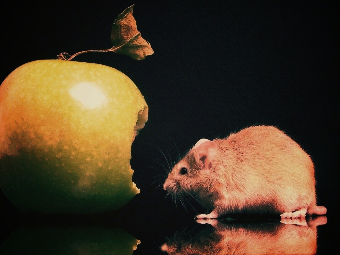 Мышь надкусила яблоко обои