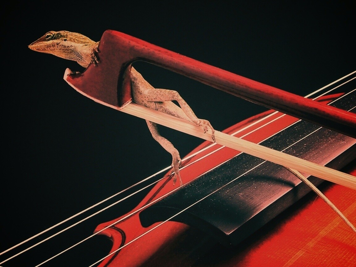 Ящерка на виолончели обои