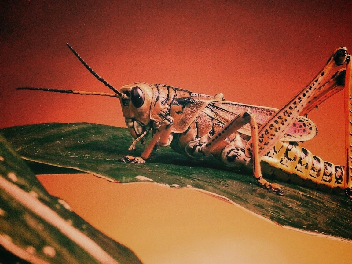 Сверчек на листе обои