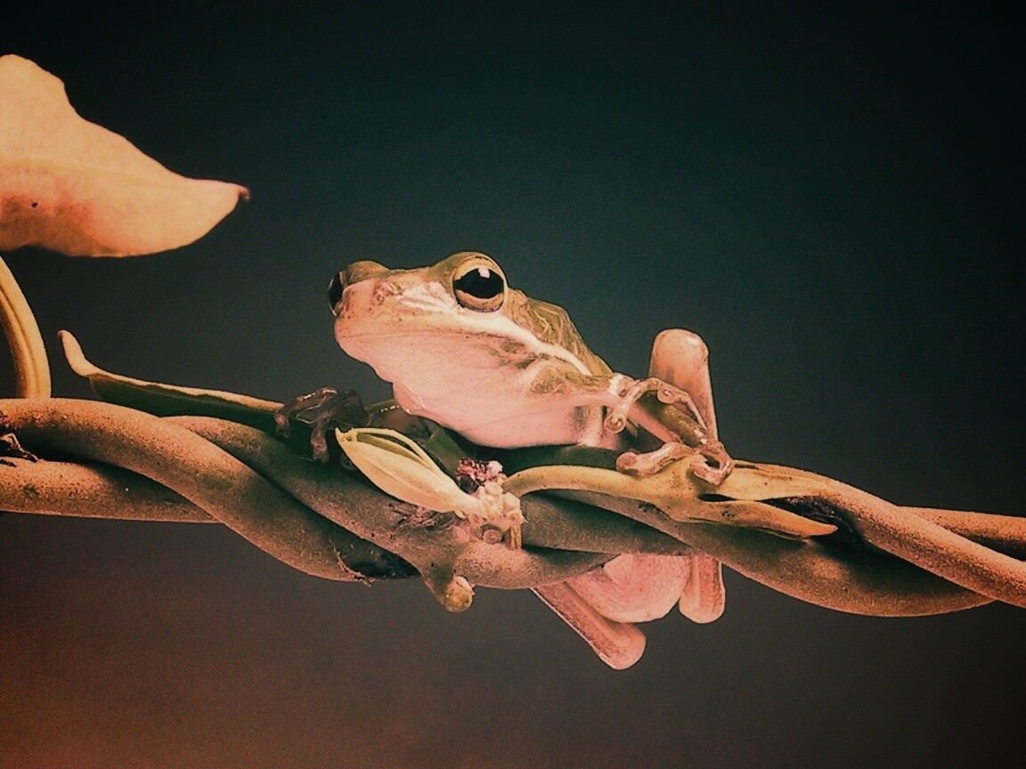 Лупоглазая лягушка на лиане обои