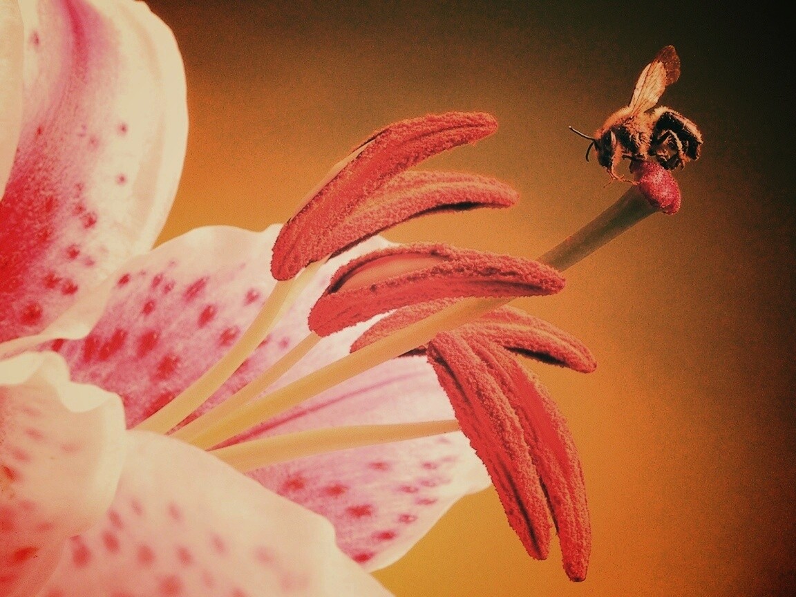 Трудолюбивая пчела на прекрасном цветке обои