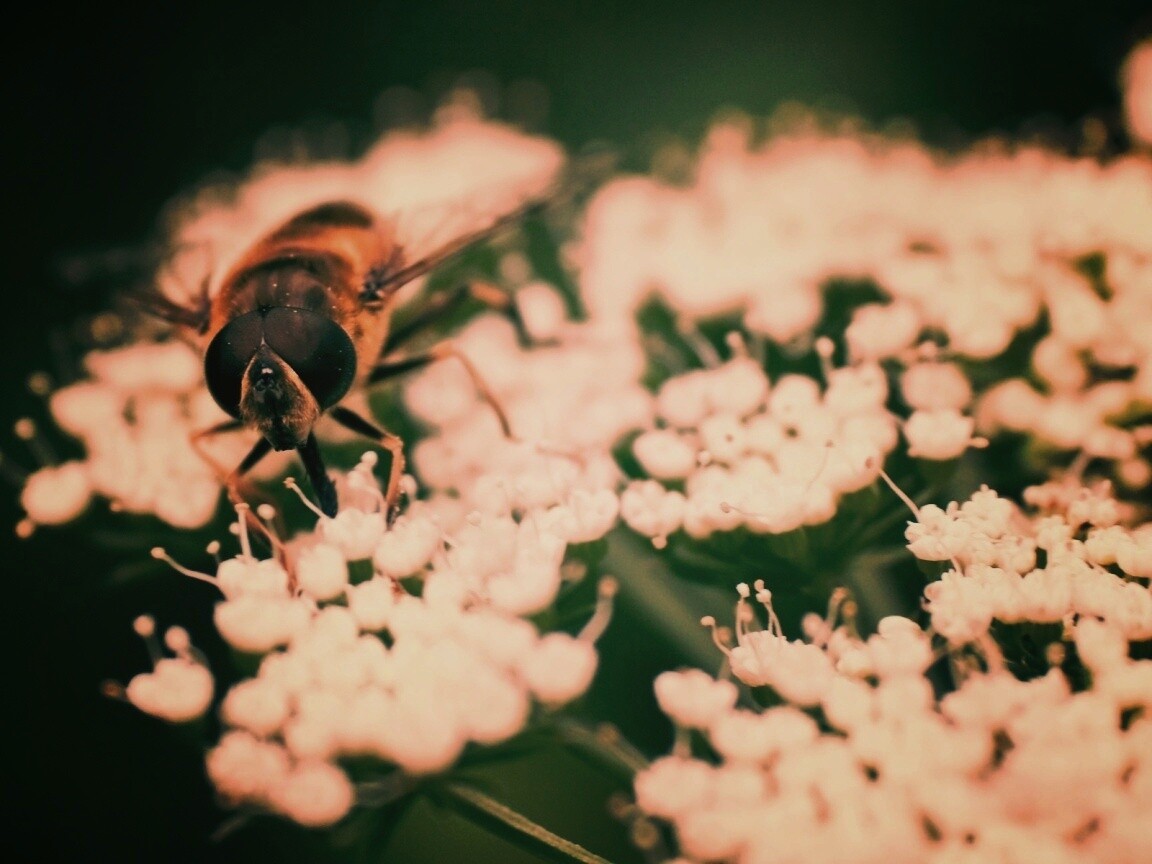 Пчела на нежный белых цветах обои