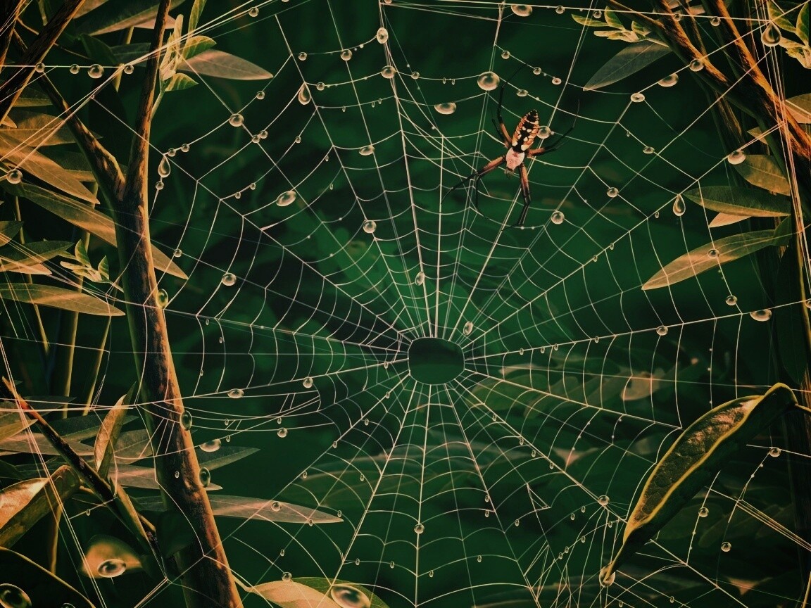 Паутина и паук обои
