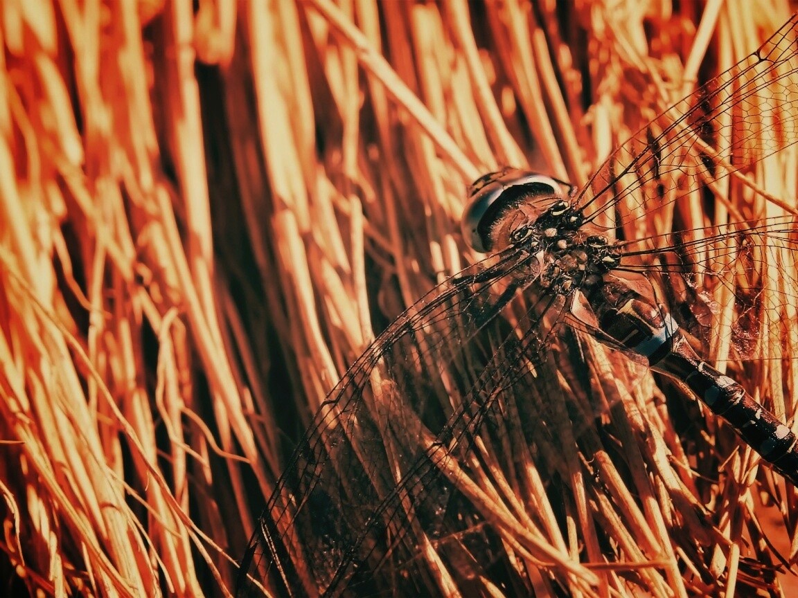 Стрекоза на сене обои