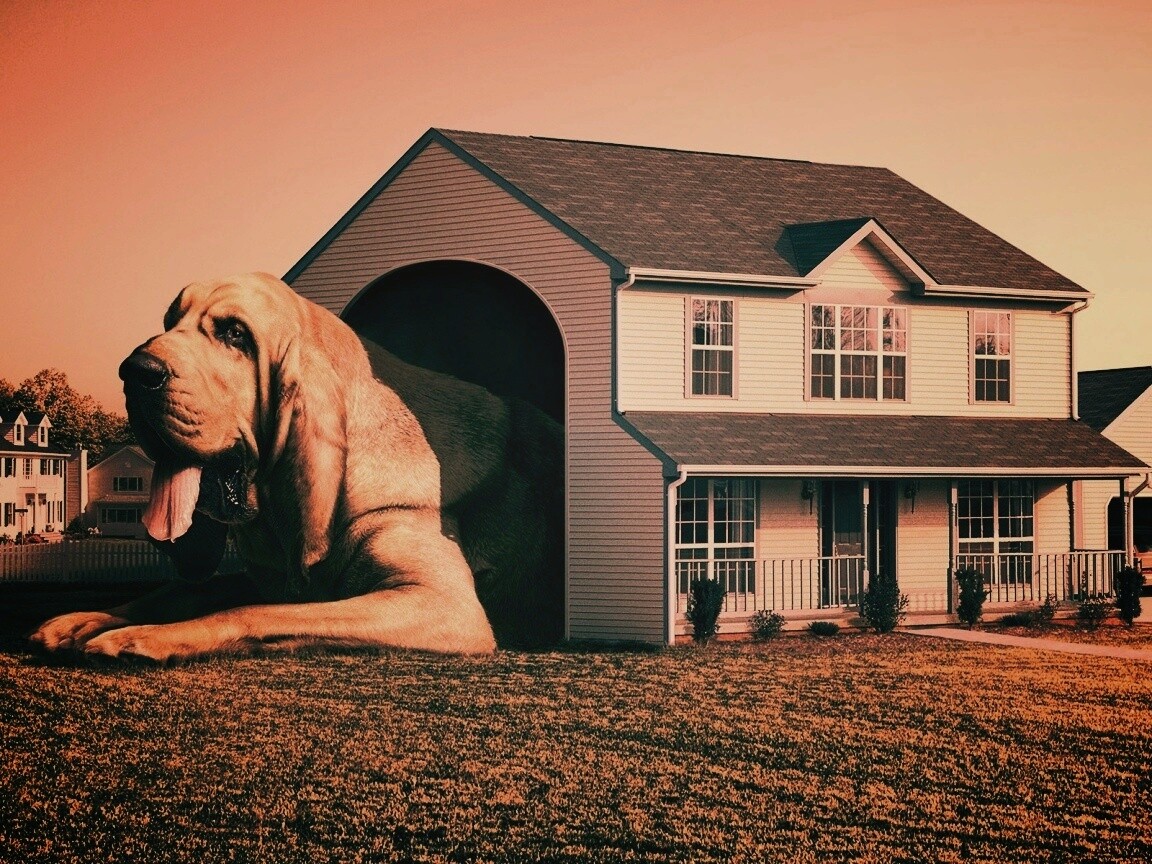 Действительно большая собака обои