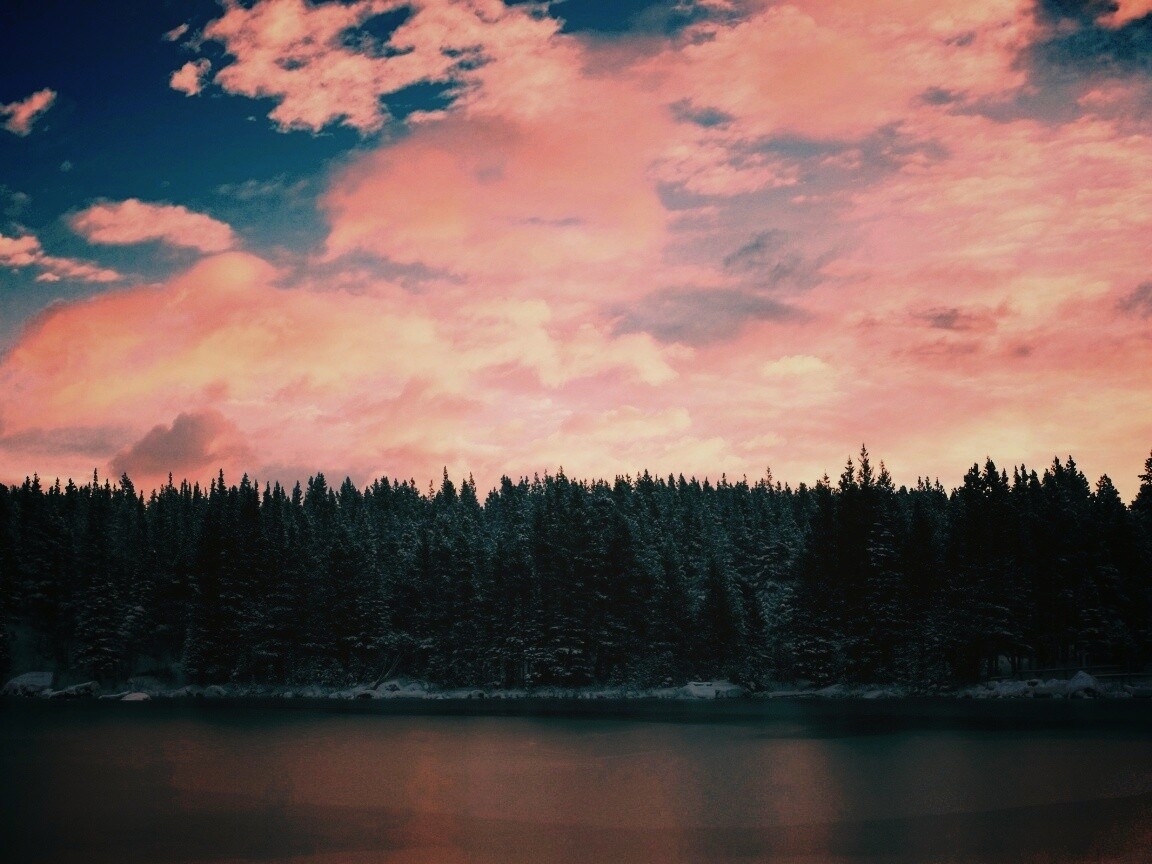 Лес на озере обои