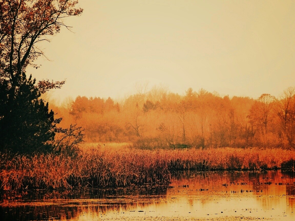 Живописные болота обои