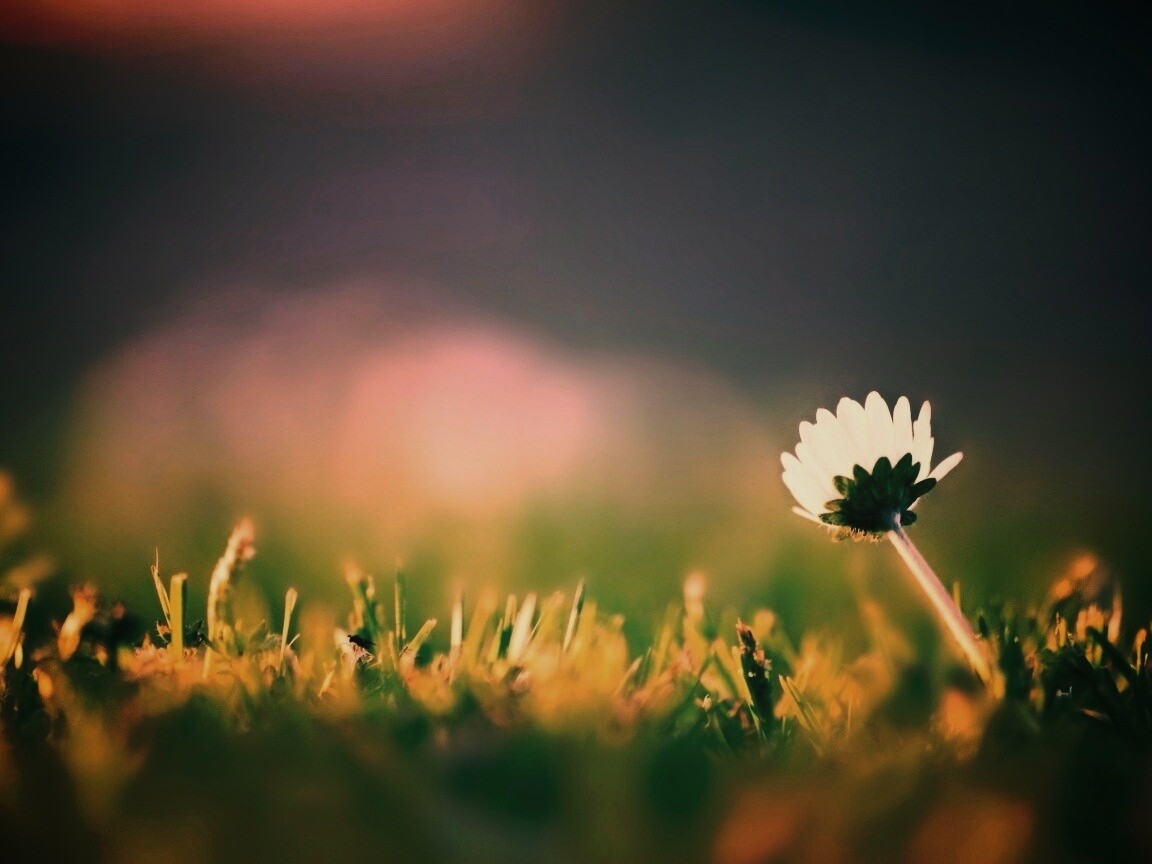 Цветок на траве обои