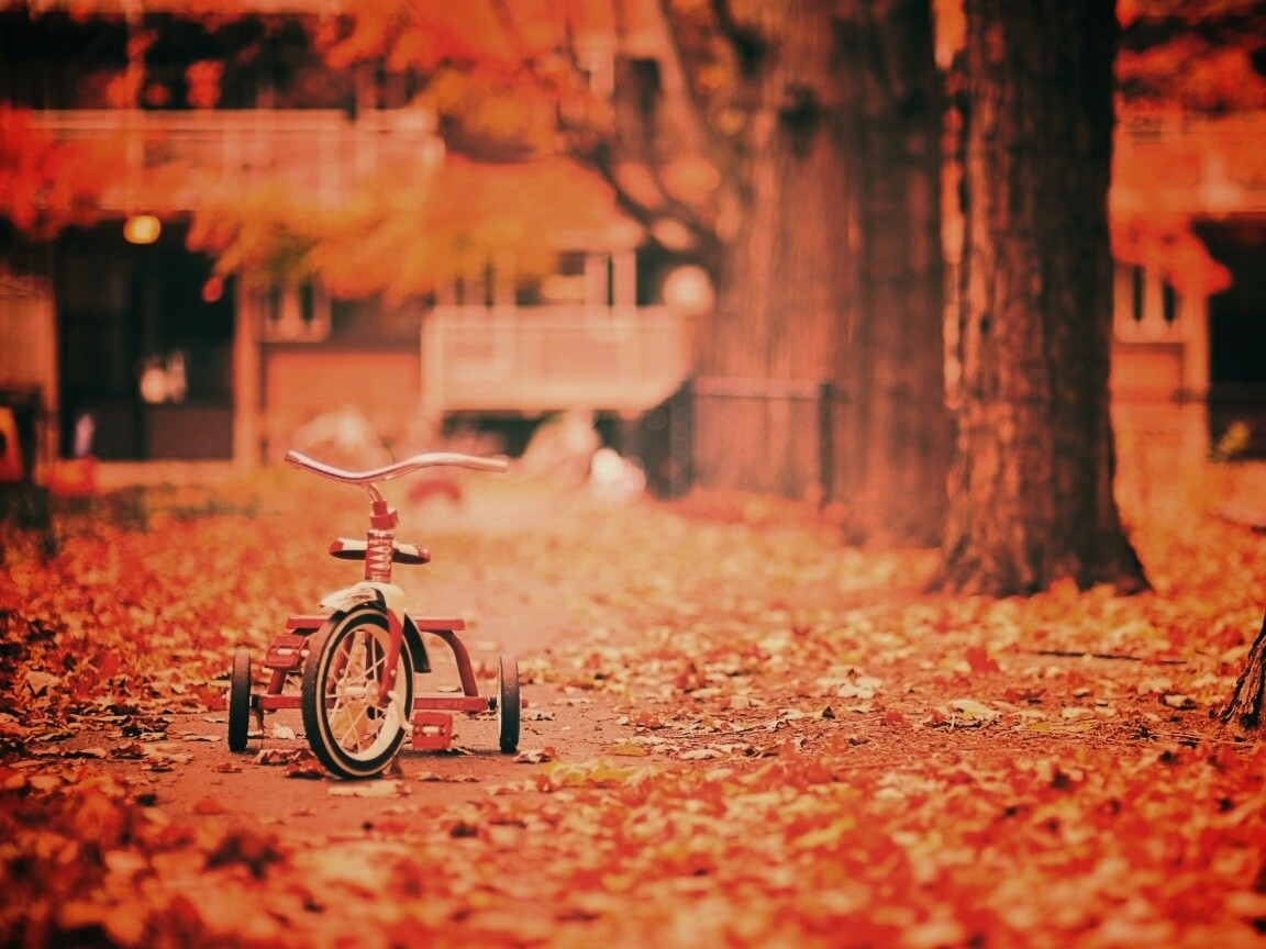 Трёхколёсный друг на осенней дорожке обои