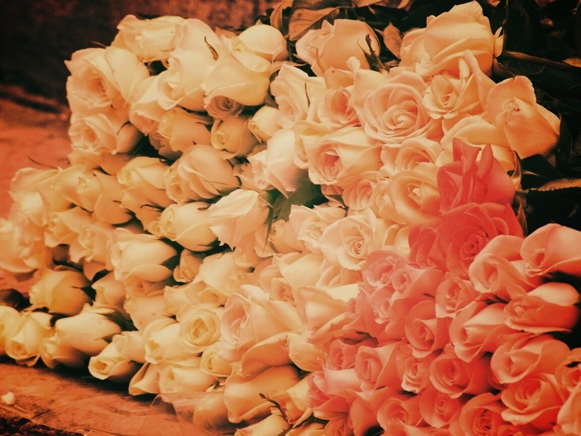 Букеты светлых роз обои