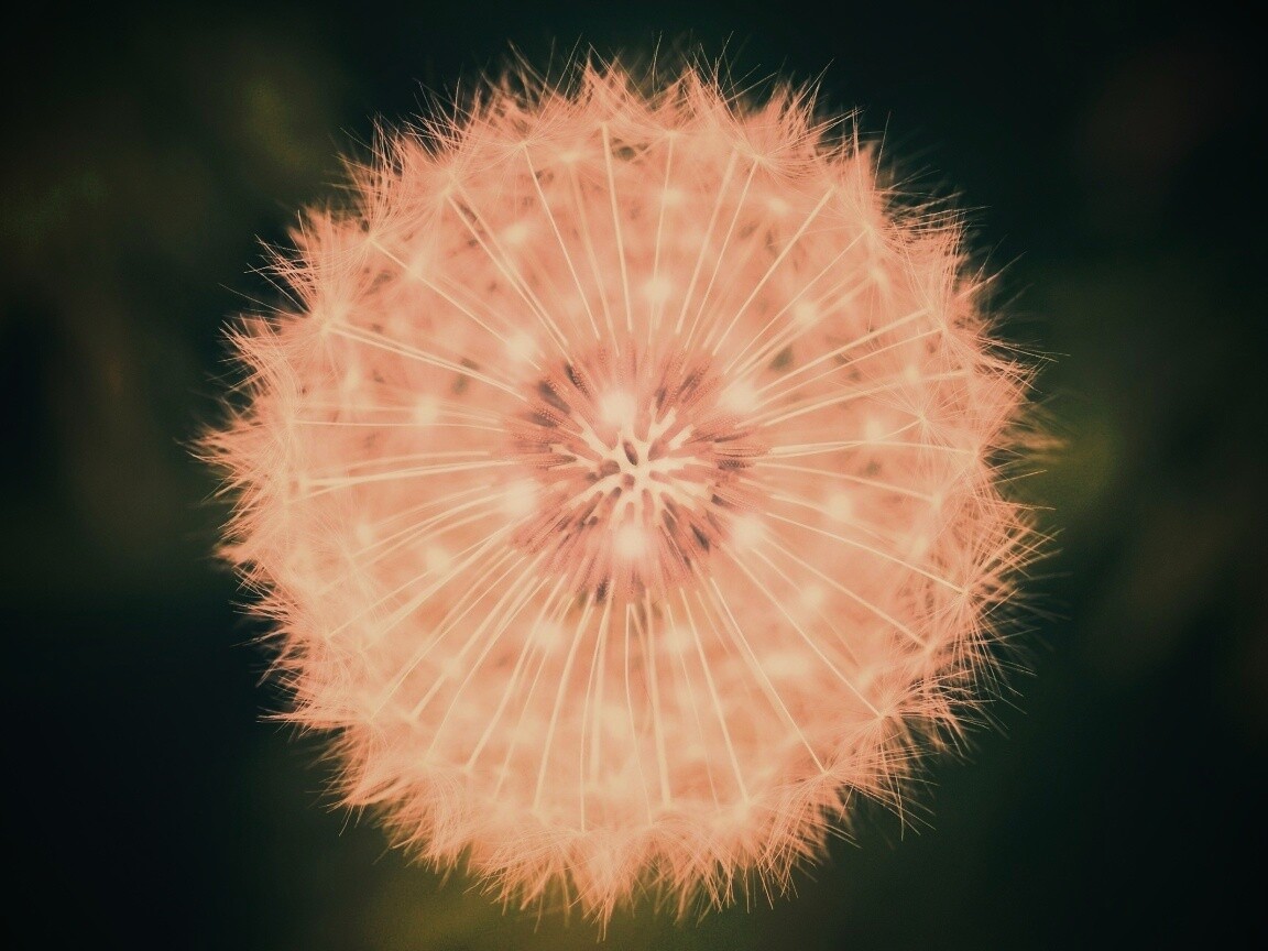 Макро фотография одуванчика обои