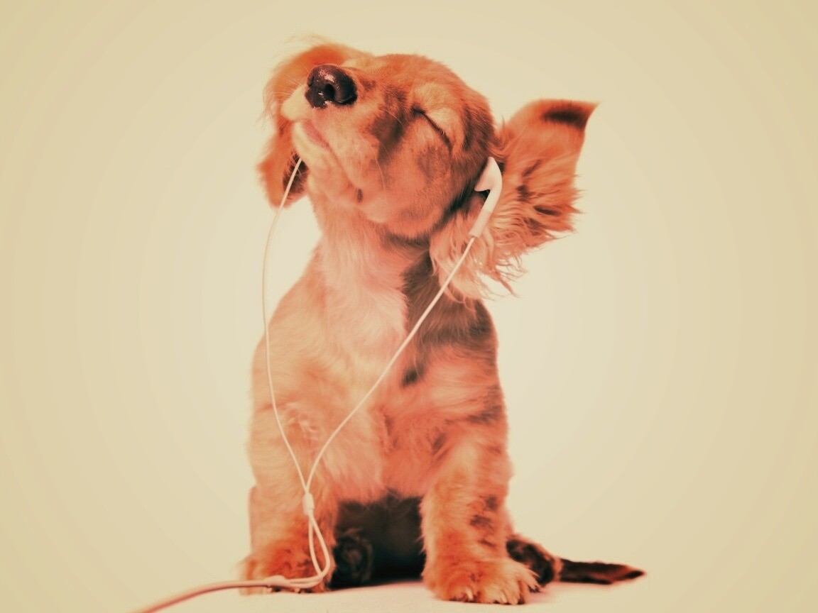 Щенок в наушниках обои