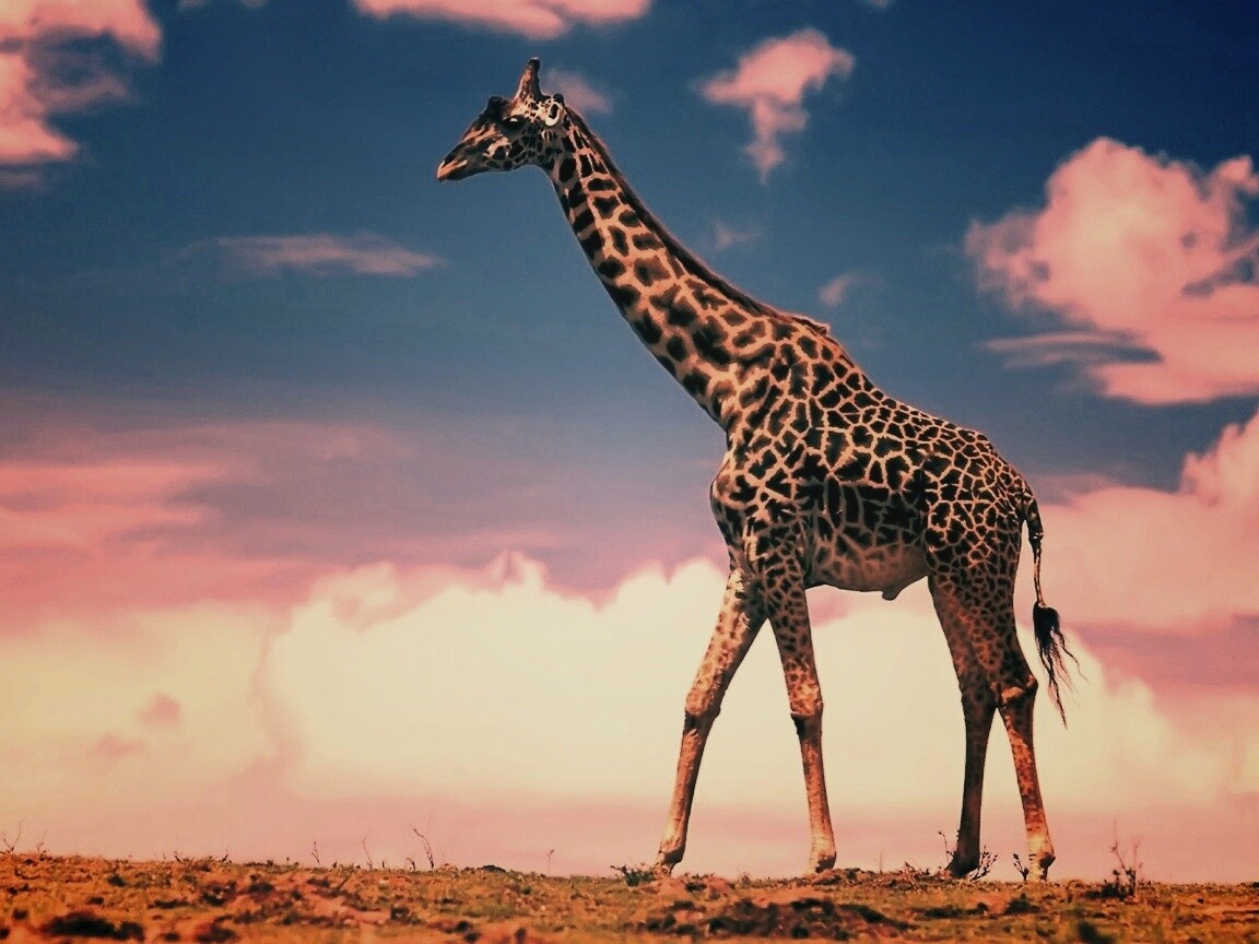 Жираф на прогулке обои