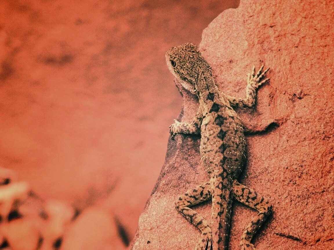 Ящерица на камне обои