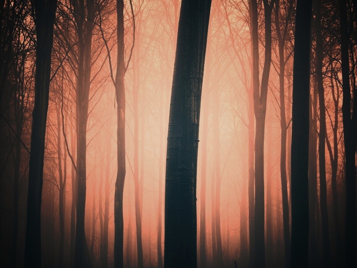 Туман в лесу обои