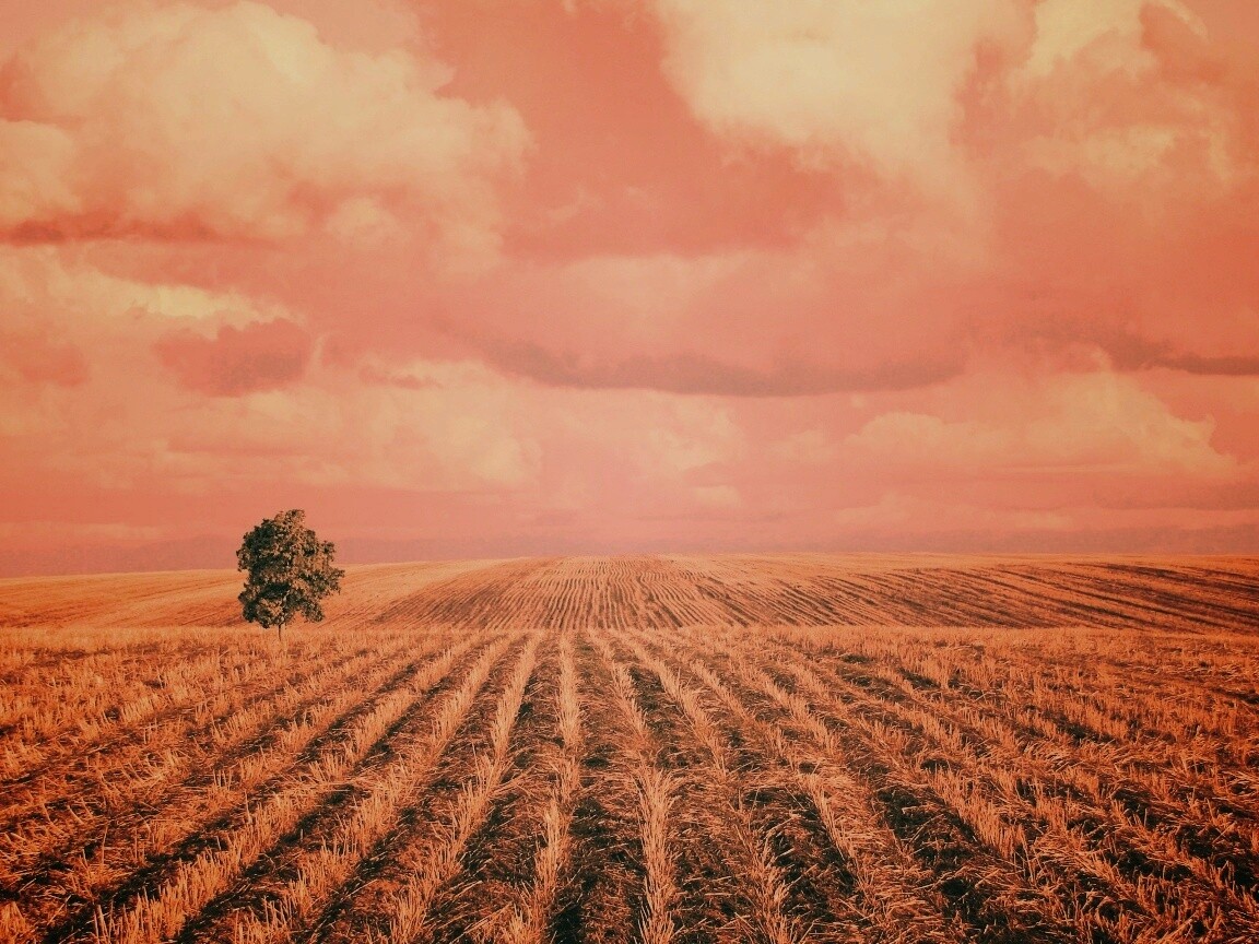 Дерево в поле обои