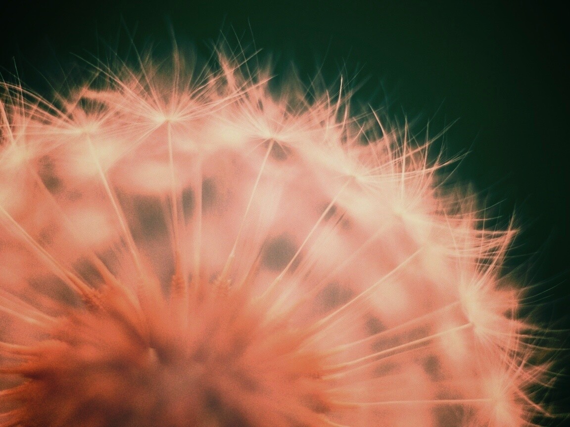 Макро фото одуванчика обои