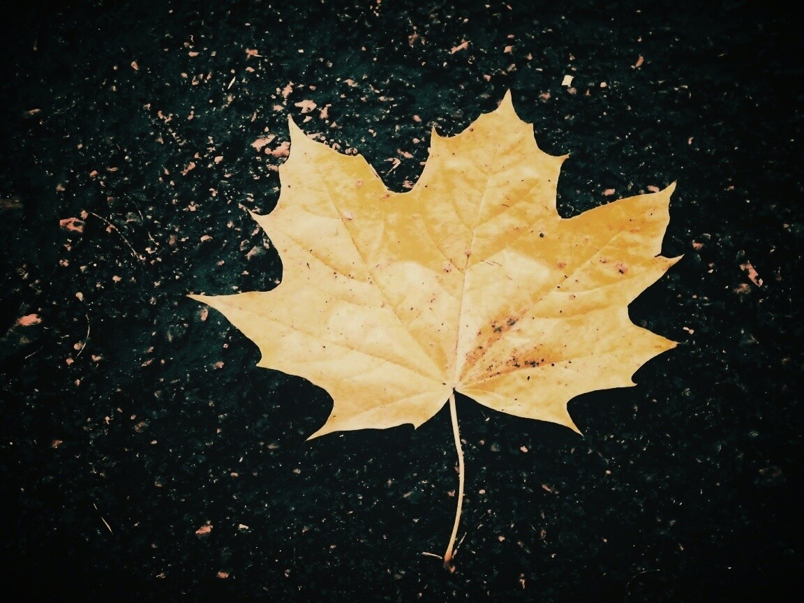 Желтый лист обои