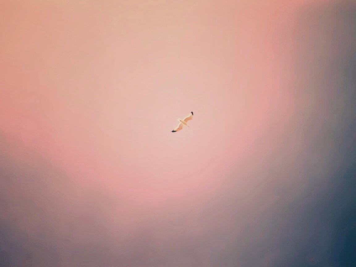 Полет  обои