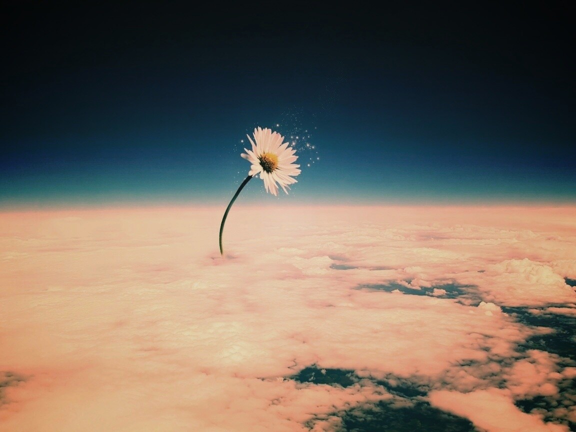 Ромашка в стратосфере обои