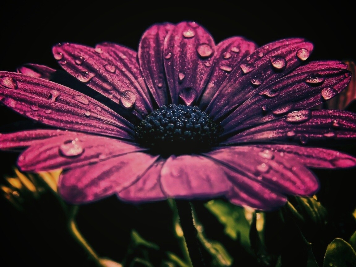 Мокрый от росы фиолетовый цветок обои