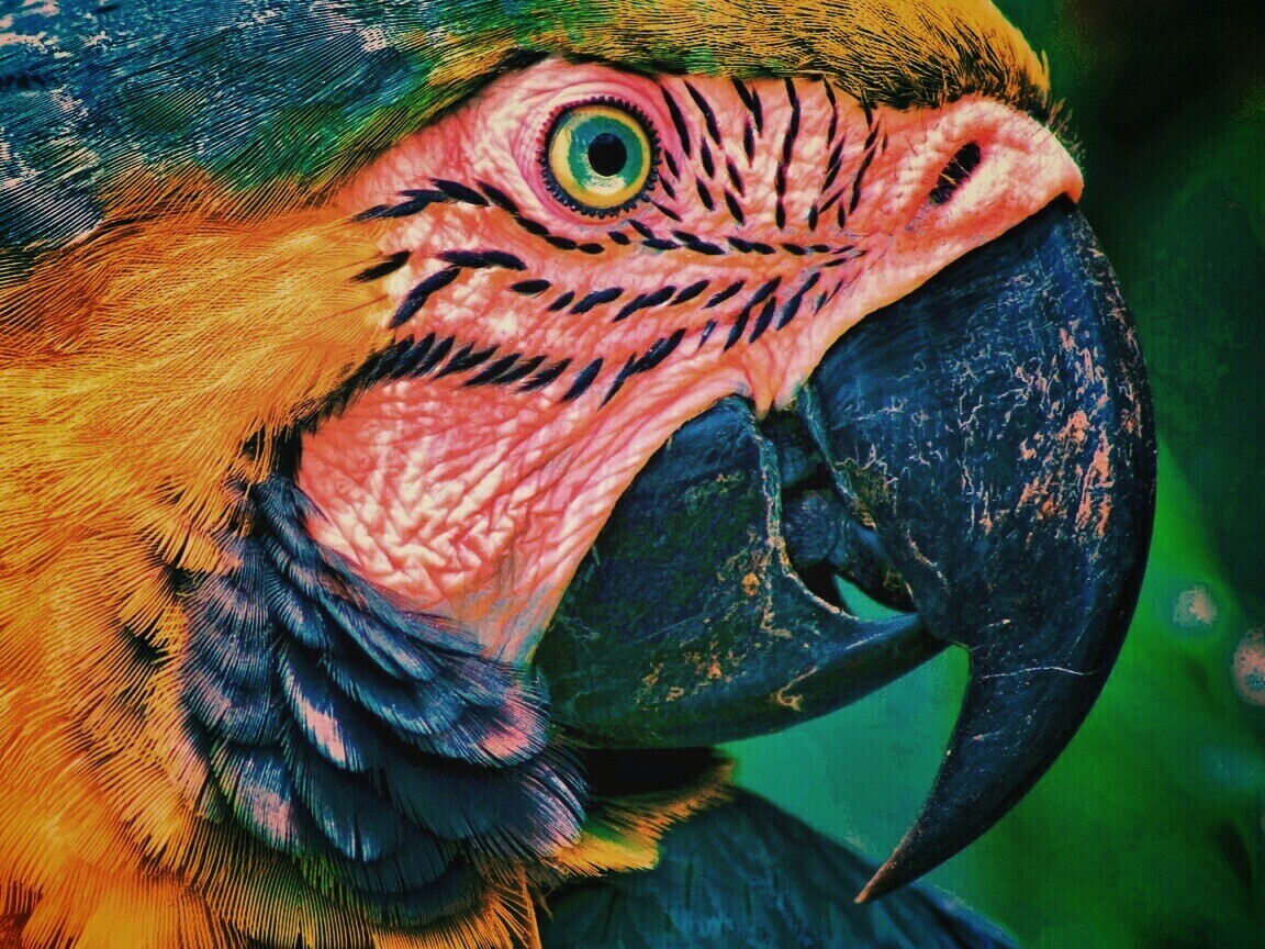 Попугай обои