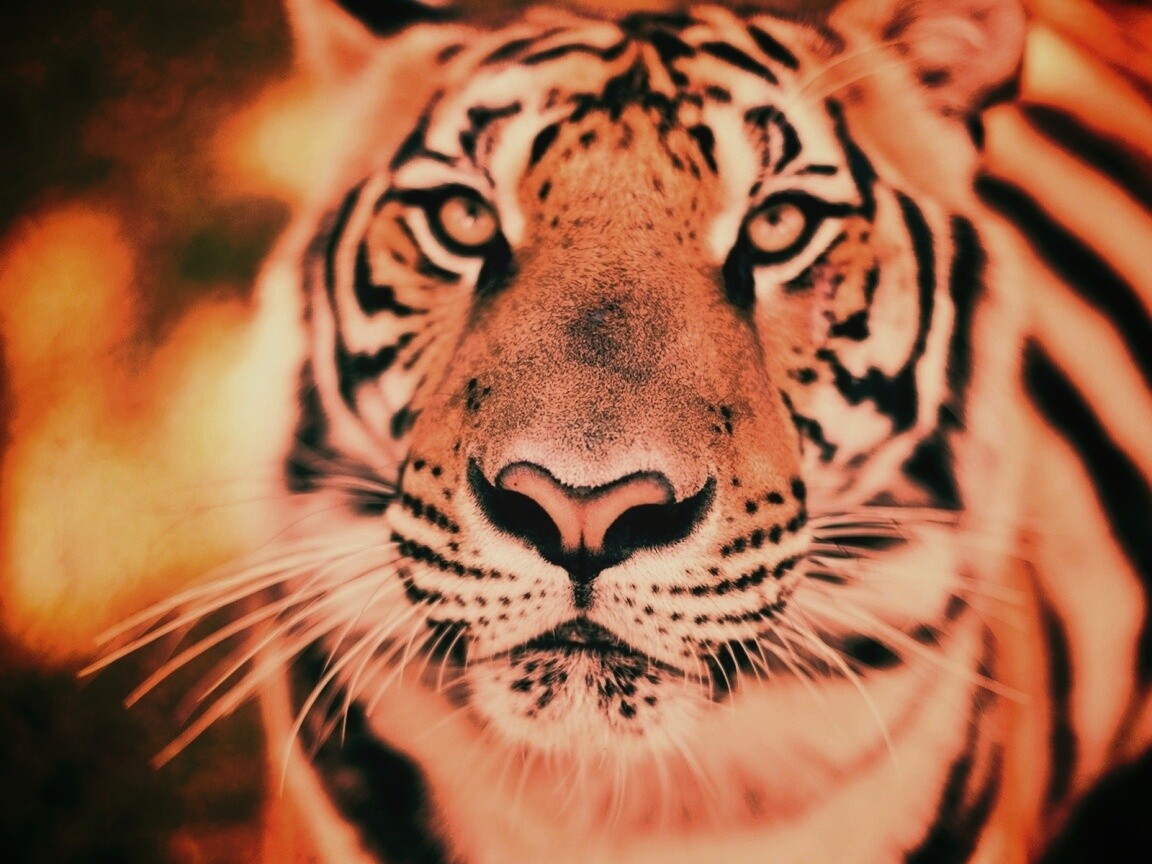 Красавец тигр обои