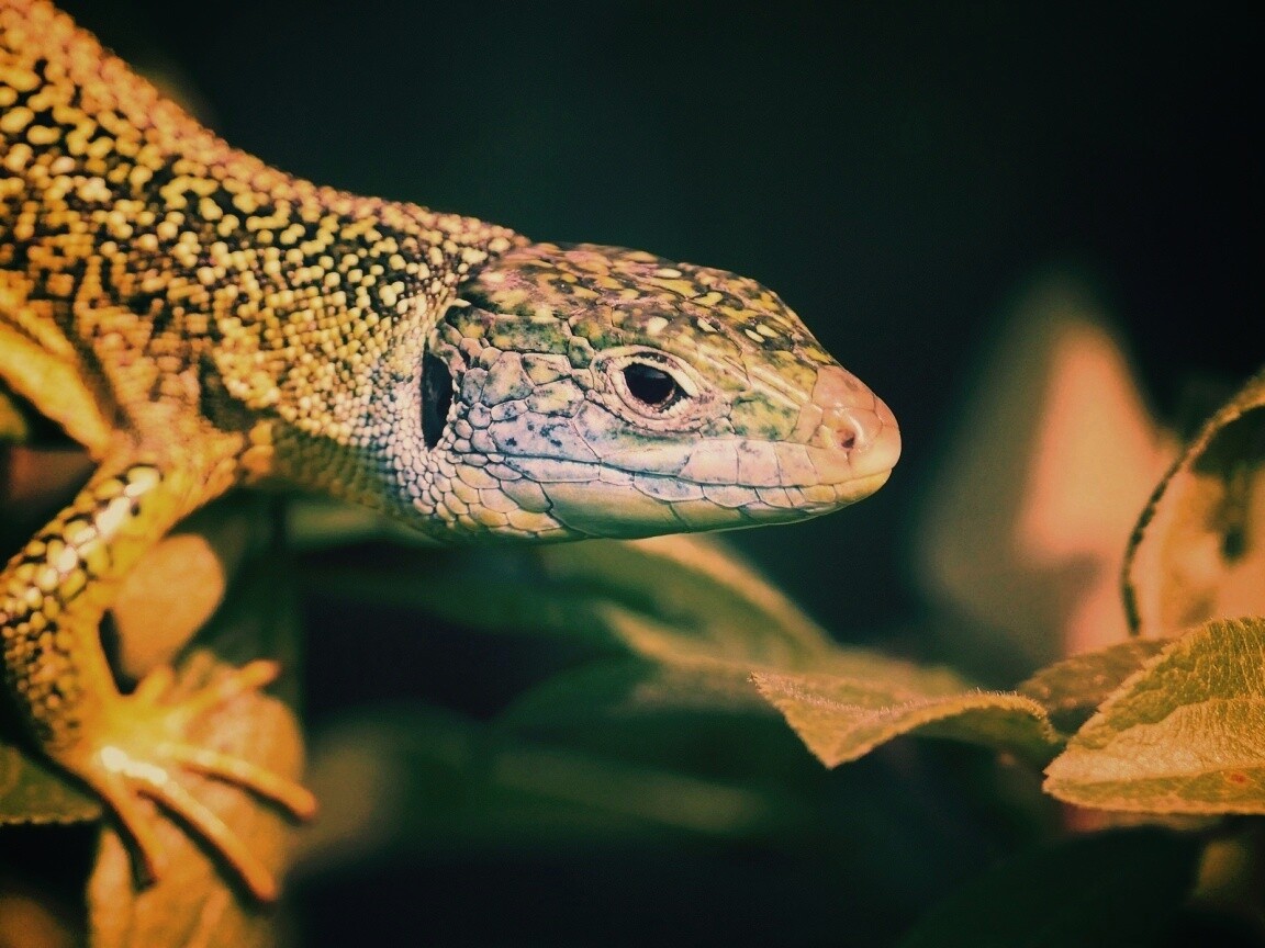 Ящерка на листьях обои