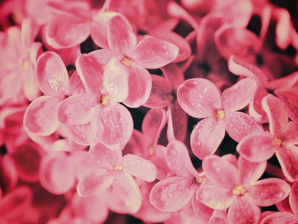 Цветы сирени обои