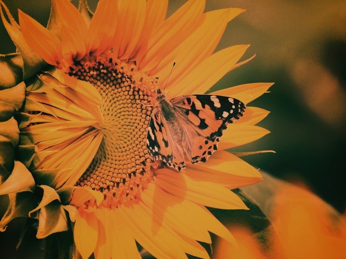 Бабочка на подсолнухе обои