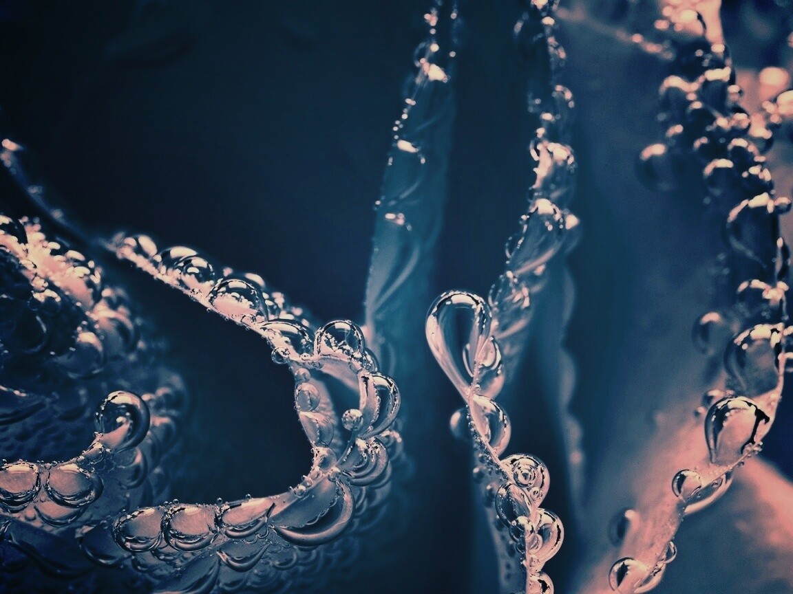 Капельки росы на синих лепестках обои