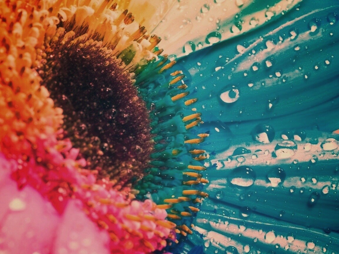 Цветик семицветик обои