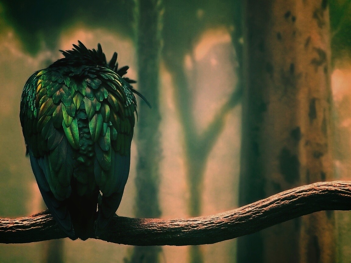 Птица спит на ветке обои